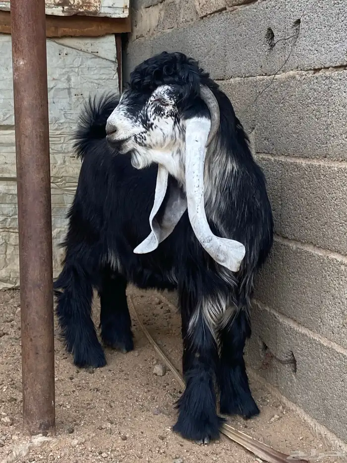 تيس عارضي صنف (تم البيع ) 17