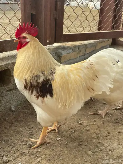 لوهمان 7