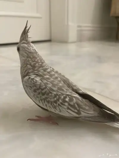 فروخ كروان الوان مميزه 8