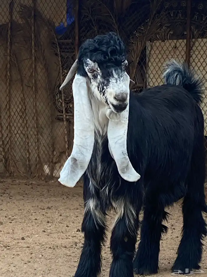 تيس عارضي صنف (تم البيع ) 14