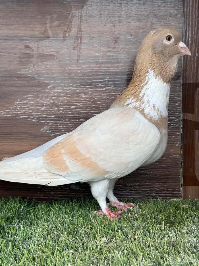 انثي أمازوني تم البيع 0