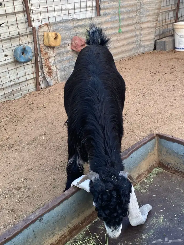 تيس عارضي صنف (تم البيع ) 18