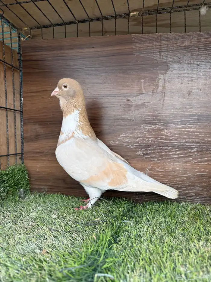 انثي أمازوني تم البيع 3