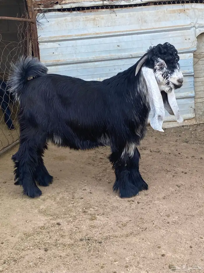 تيس عارضي صنف (تم البيع ) 20