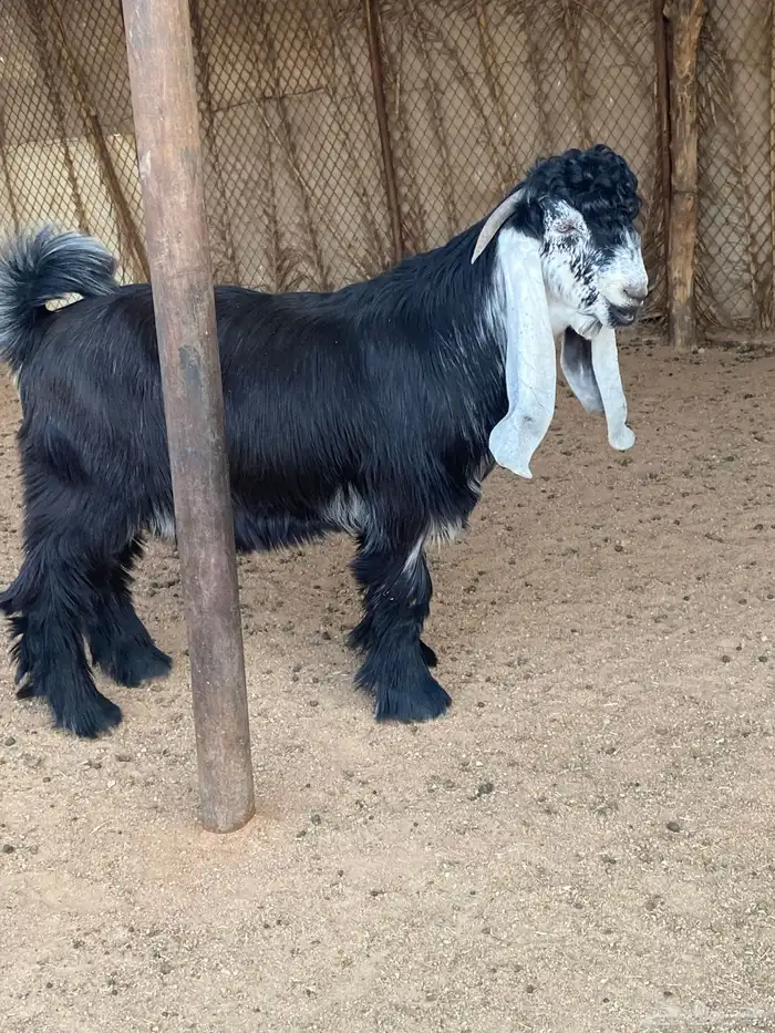 تيس عارضي صنف (تم البيع ) 9