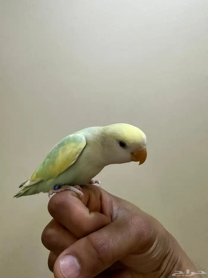 روز أليف 0