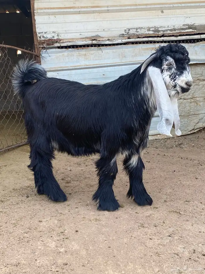 تيس عارضي صنف (تم البيع ) 0