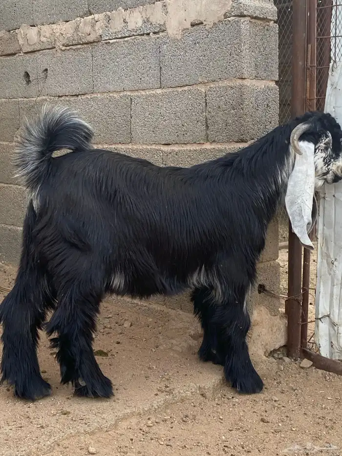 تيس عارضي صنف (تم البيع ) 11