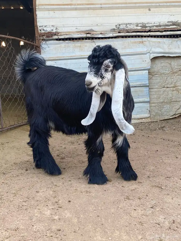 تيس عارضي صنف (تم البيع ) 10