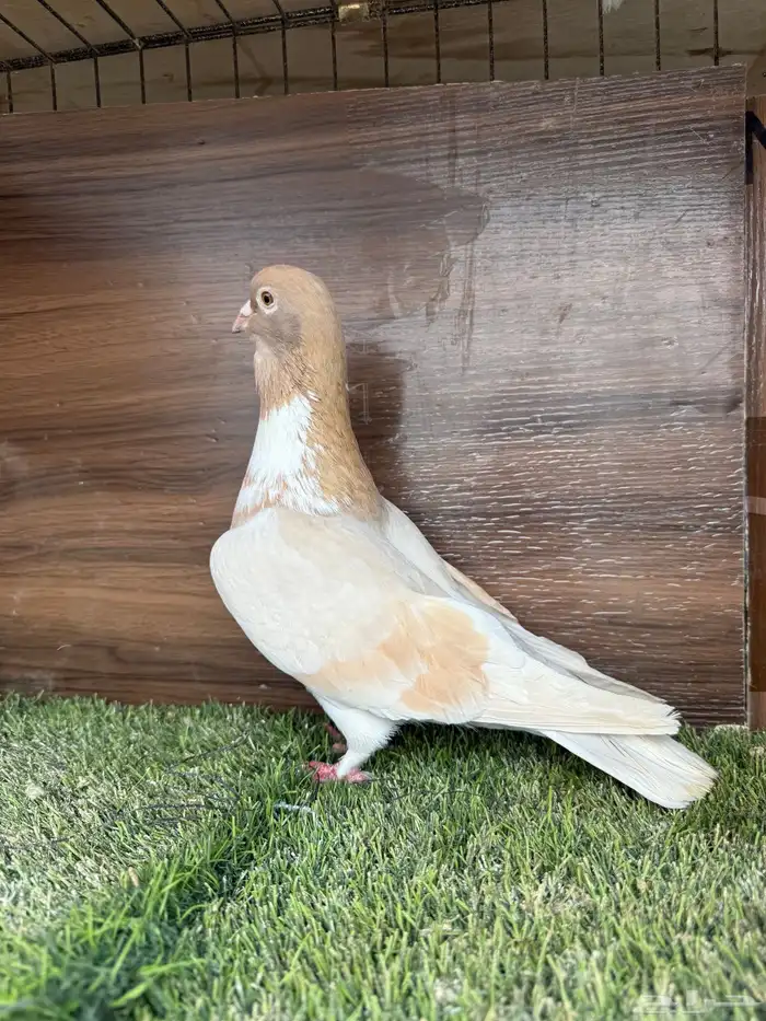 انثي أمازوني تم البيع 6