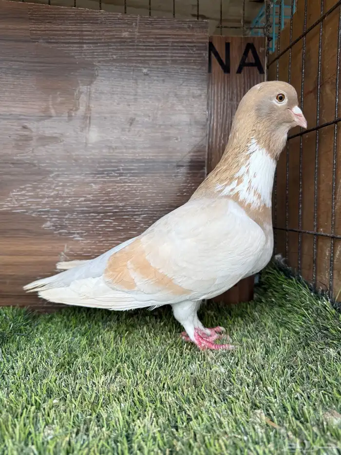 انثي أمازوني تم البيع 4