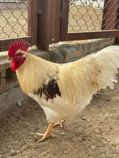 لوهمان 8