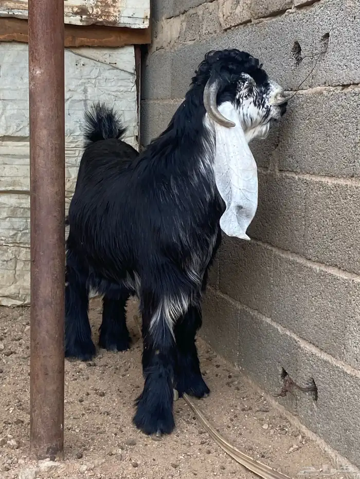 تيس عارضي صنف (تم البيع ) 13