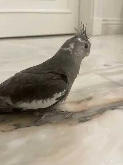 فروخ كروان الوان مميزه 4