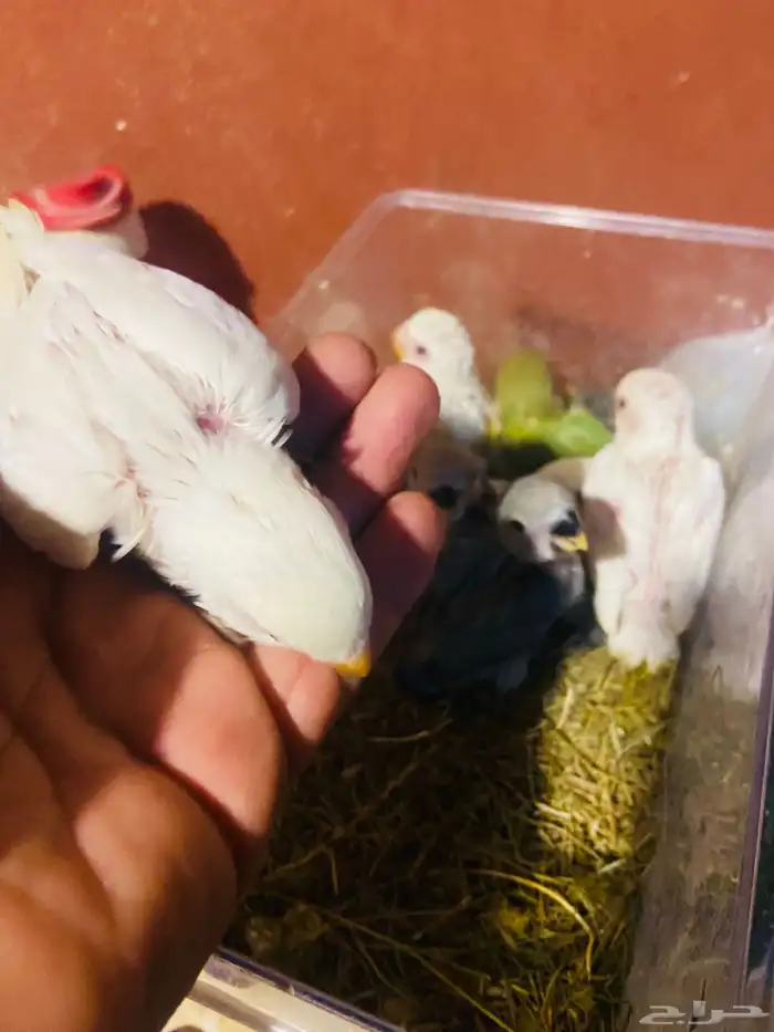 فروخ روز بلجرشي 2