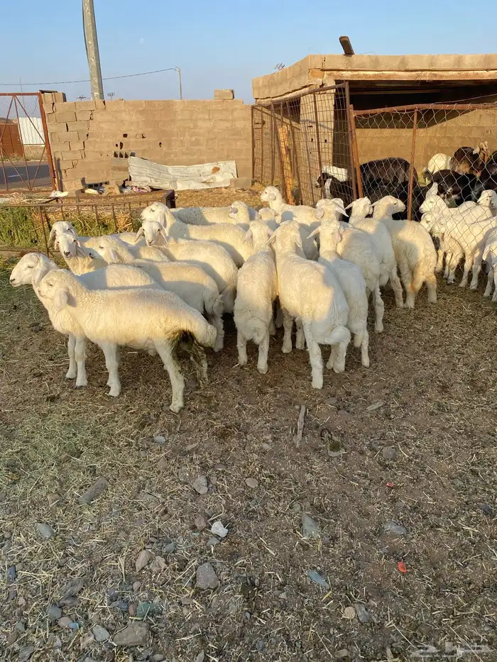 بهم ضحايا فاخر من الاخر 2