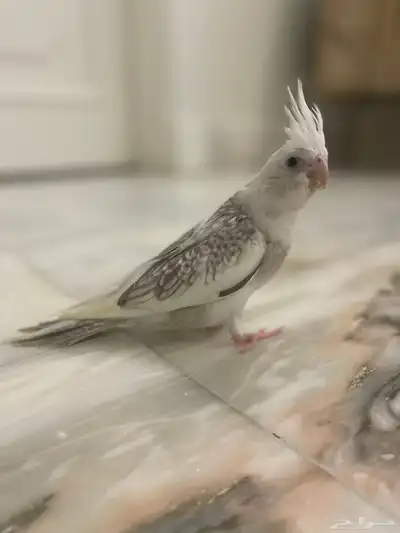 فروخ كروان الوان مميزه 2