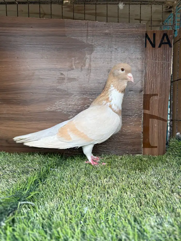 انثي أمازوني تم البيع 8