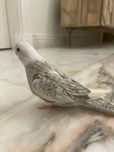 فروخ كروان الوان مميزه 0