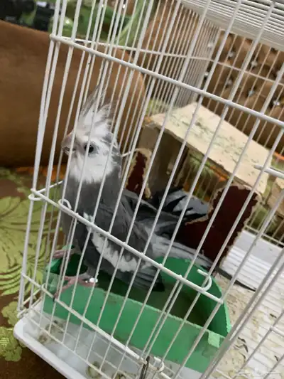 ذكر كروان 1
