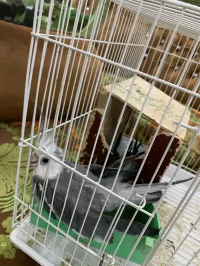 ذكر كروان 2