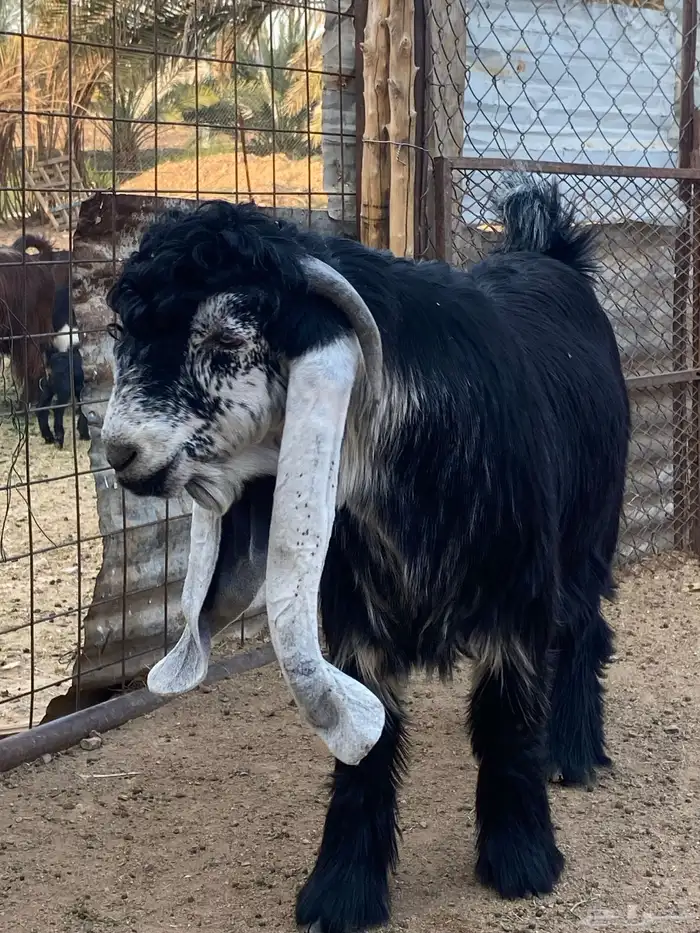 تيس عارضي صنف (تم البيع ) 16