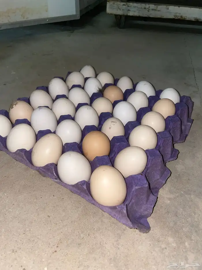 بيض بلدي 0