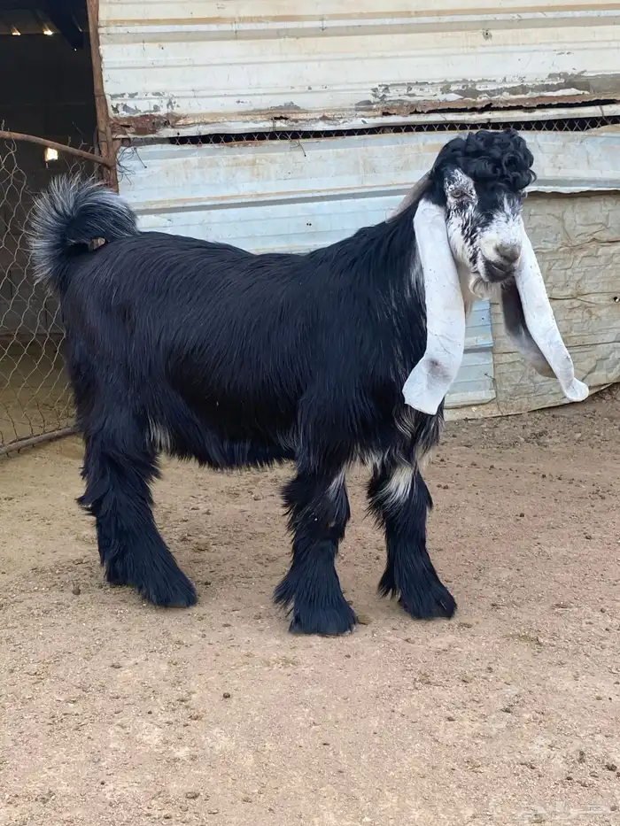 تيس عارضي صنف (تم البيع ) 6