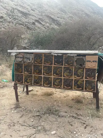 نحل للبيع 7