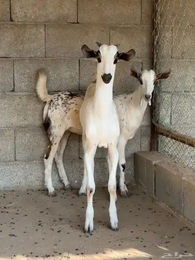 تيس وعناق جذعان 0