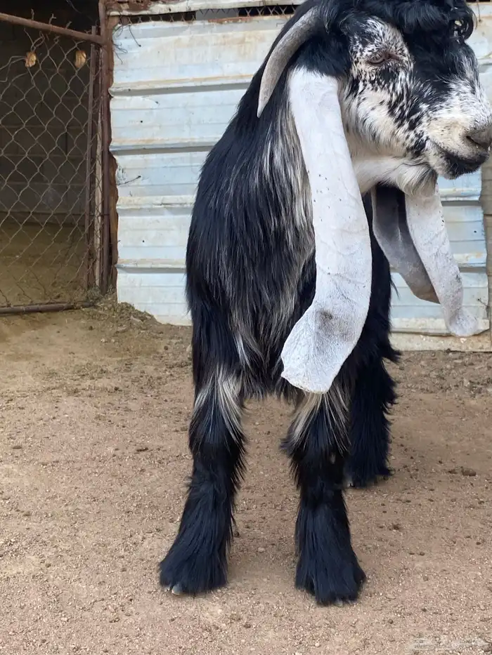 تيس عارضي صنف (تم البيع ) 12