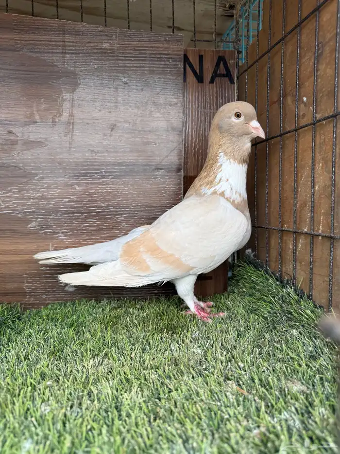 انثي أمازوني تم البيع 1