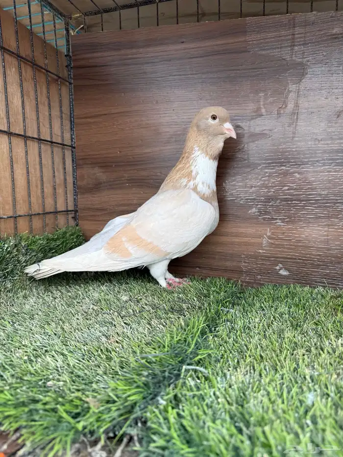 انثي أمازوني تم البيع 7