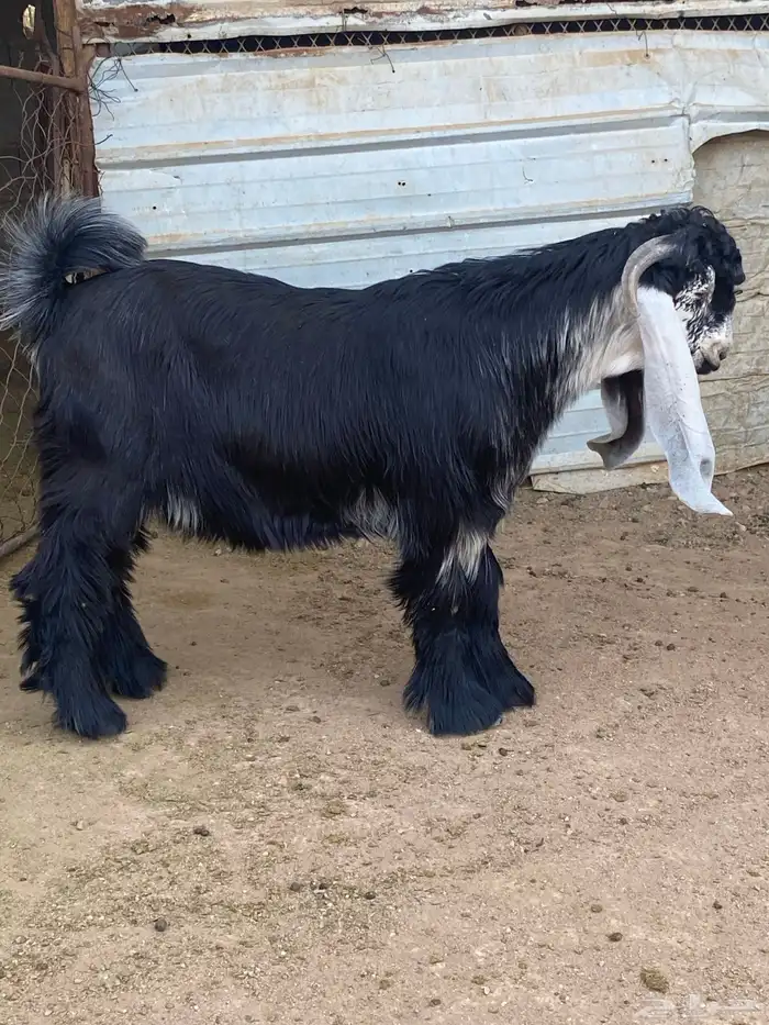 تيس عارضي صنف (تم البيع ) 21