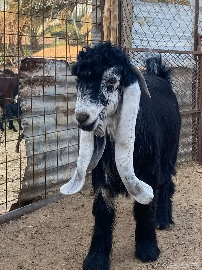 تيس عارضي صنف (تم البيع ) 15