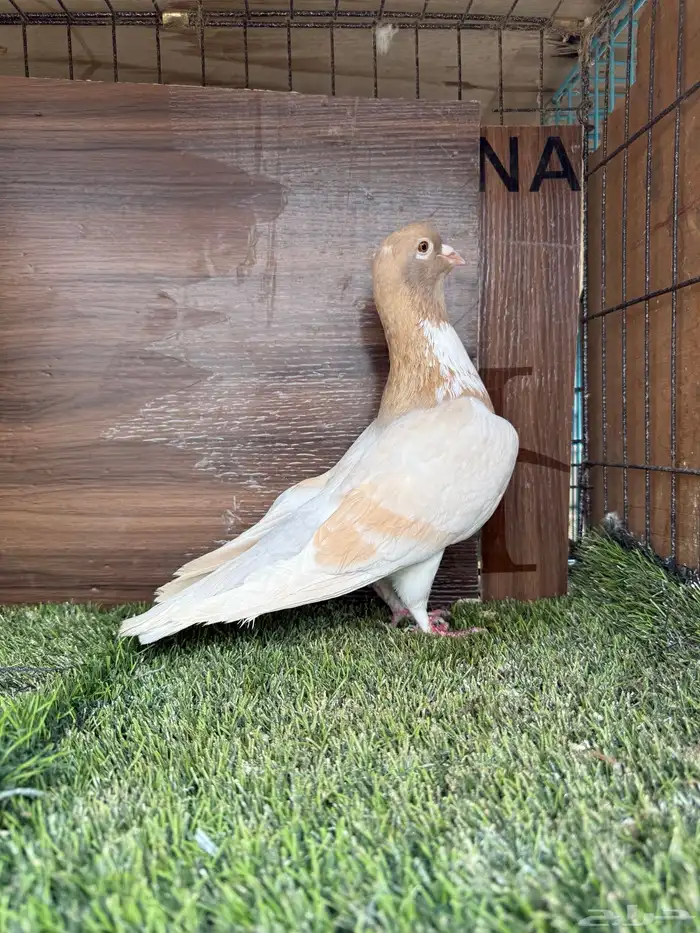 انثي أمازوني تم البيع 2