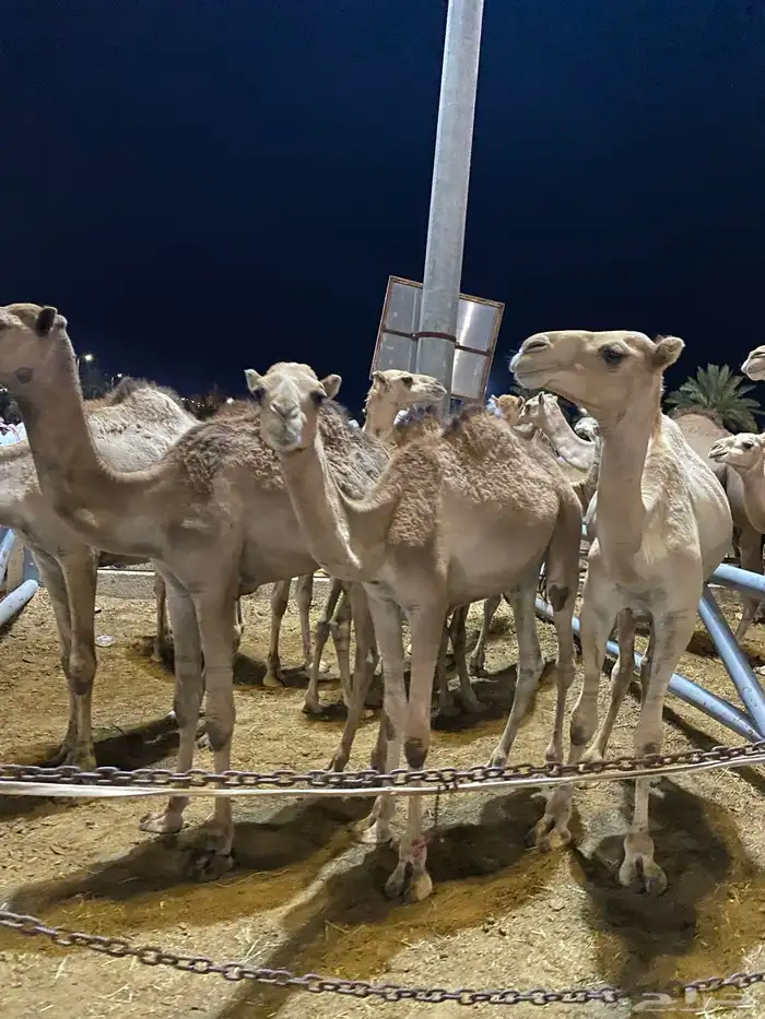 للبيع قعدان سواكن اوزان 120 واكثر 3