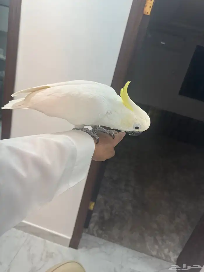 كوكاتو 1