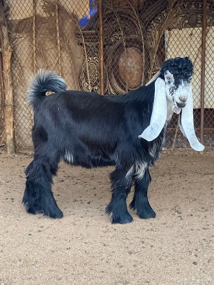 تيس عارضي صنف (تم البيع ) 7