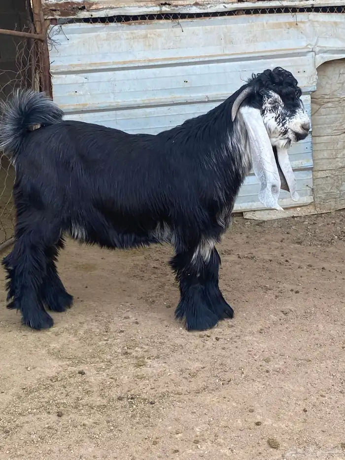 تيس عارضي صنف (تم البيع ) 22