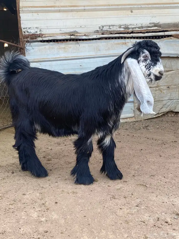 تيس عارضي صنف (تم البيع ) 8