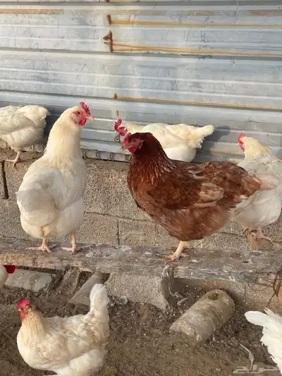لوهمان 9