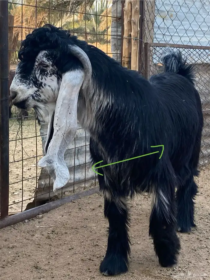 تيس عارضي صنف (تم البيع ) 3