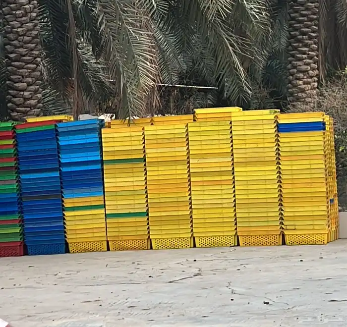 سلال تمور 0
