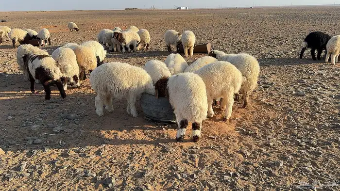 70 ذبايح نعيم طيبة ونظيفة (تضحي) 2