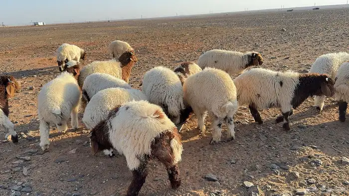 70 ذبايح نعيم طيبة ونظيفة (تضحي) 6