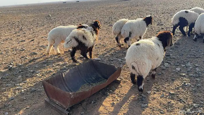 70 ذبايح نعيم طيبة ونظيفة (تضحي) 5