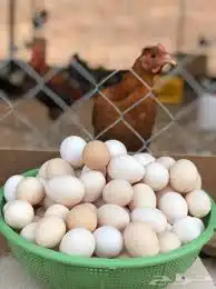 بيض دجاج فيومي ومشكل للفقاسة والاكل 1