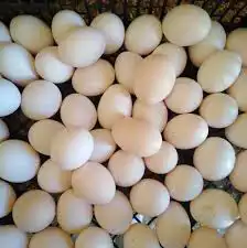 بيض دجاج فيومي ومشكل للفقاسة والاكل 0