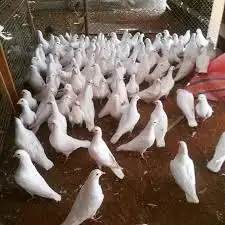 حمام لاحم فرنسي للبيع 1